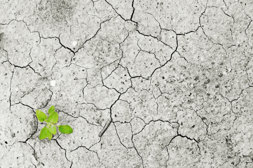 From an aware worry to a conscious strategy to fight for a greener world
